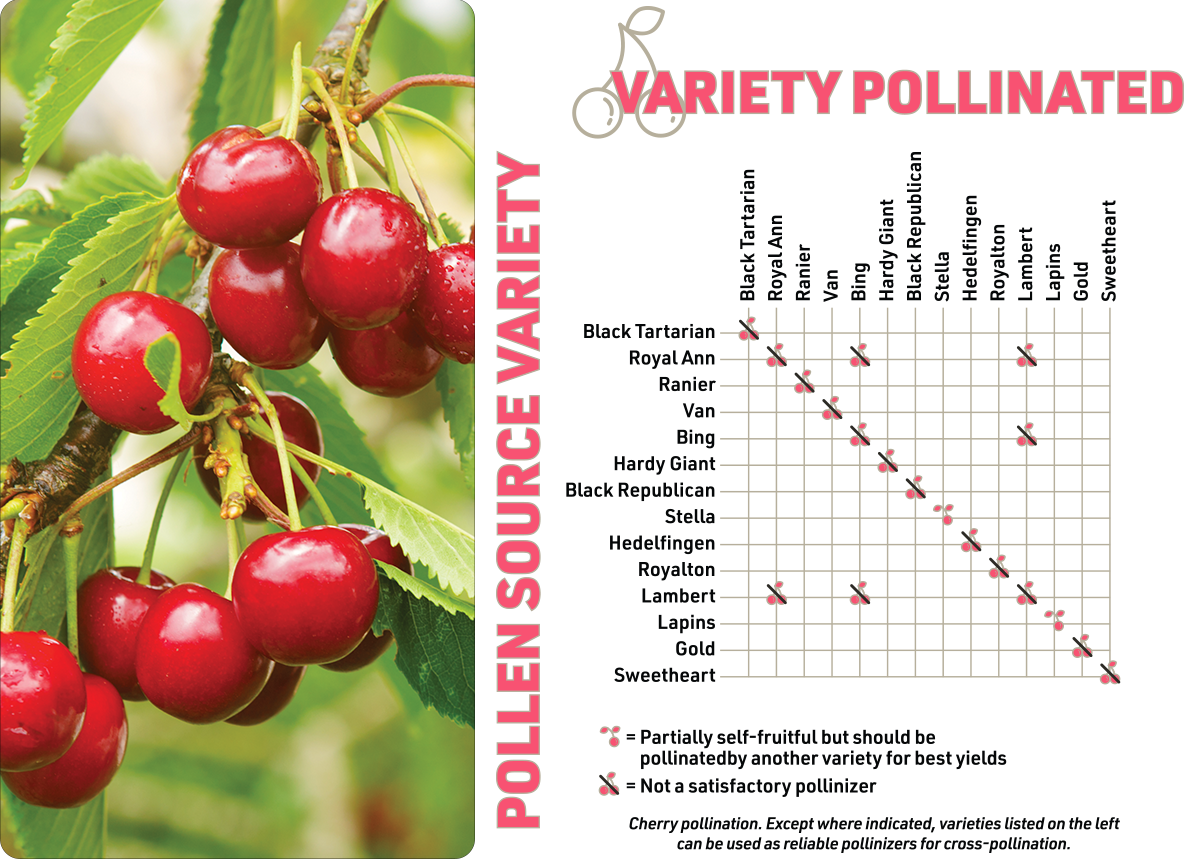 Backyard Fruit Trees For Intermountain West Growers | Helping To Grow